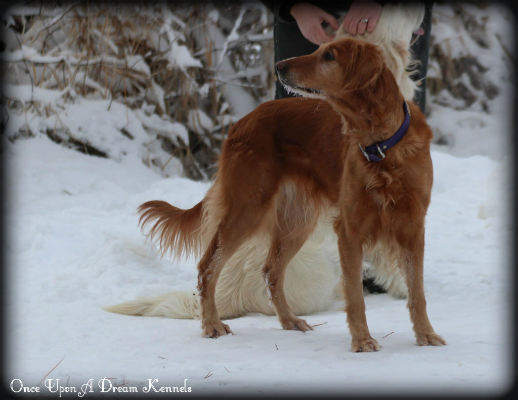 Ginger shop golden retriever