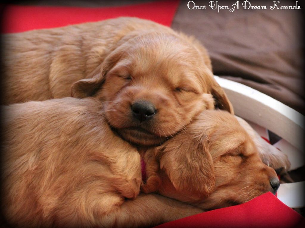 Past Litters Once Upon a Dream Kennels Golden Retrievers