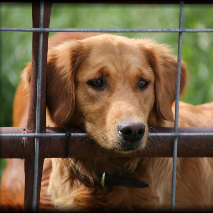 Golden dreams kennel discount