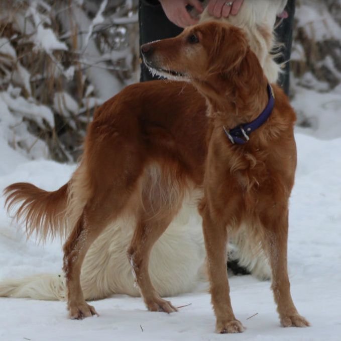 Retired golden retriever for sale discount