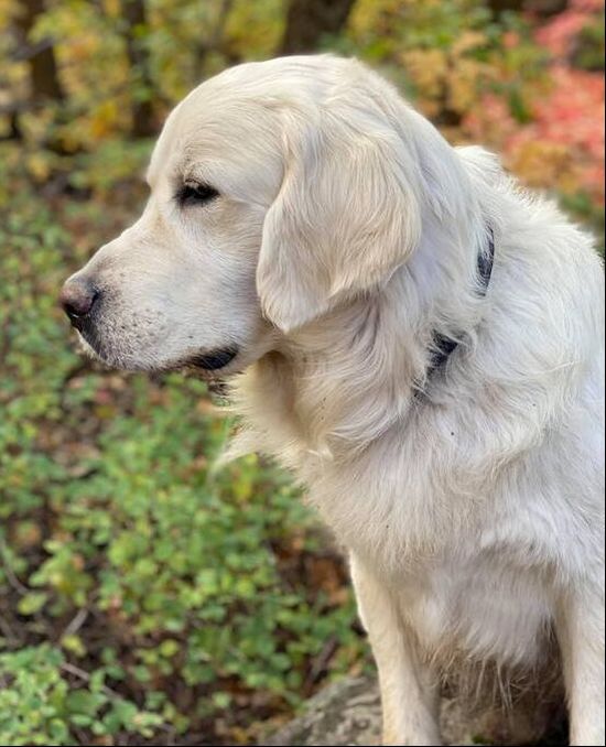 Lily X Rocky Winter 22/23 Once Upon a Dream KennelsGolden Retrievers