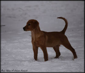 Boys Once Upon A Dream Kennels Golden Retrievers